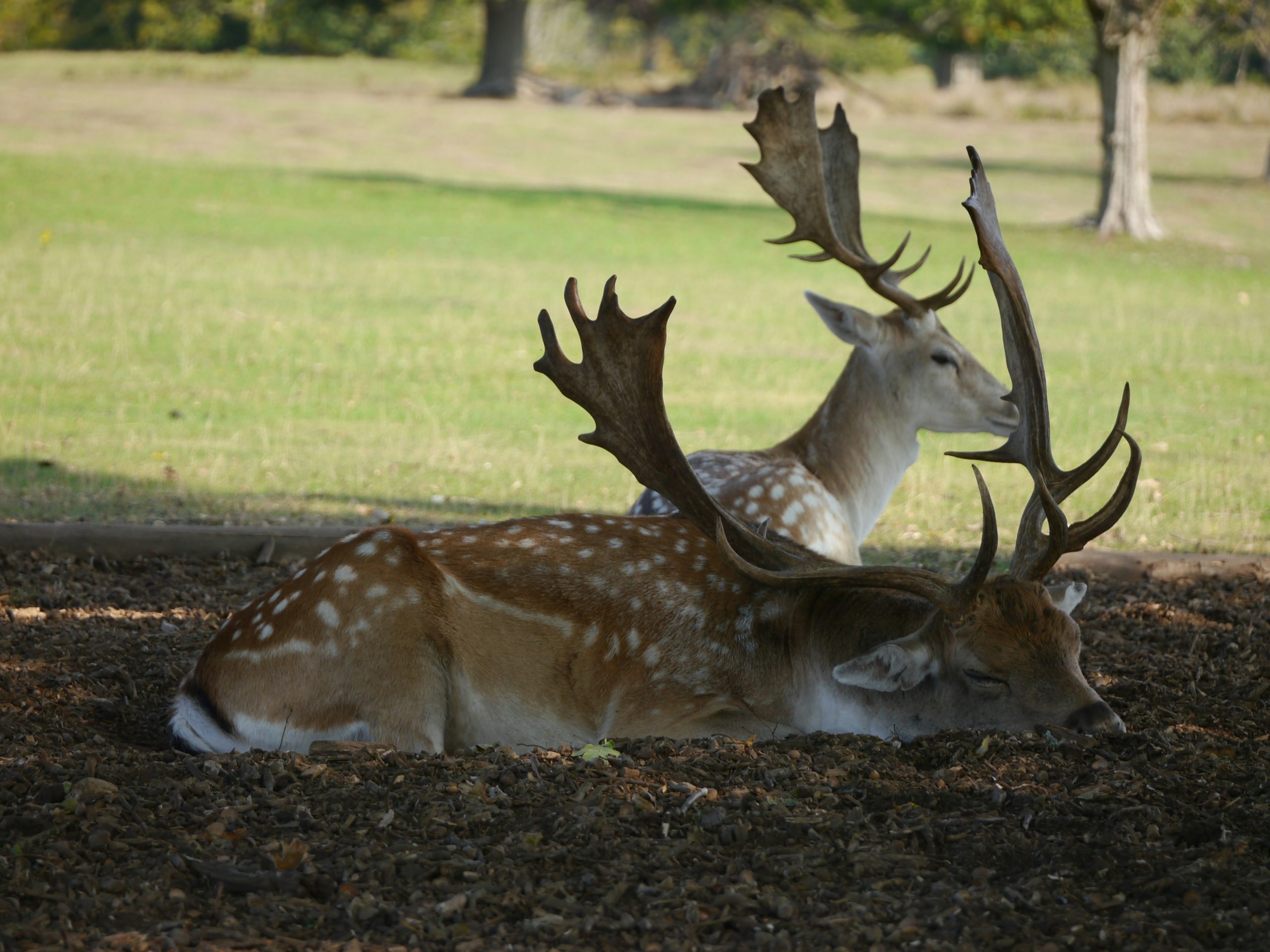 Deer in Knole Park